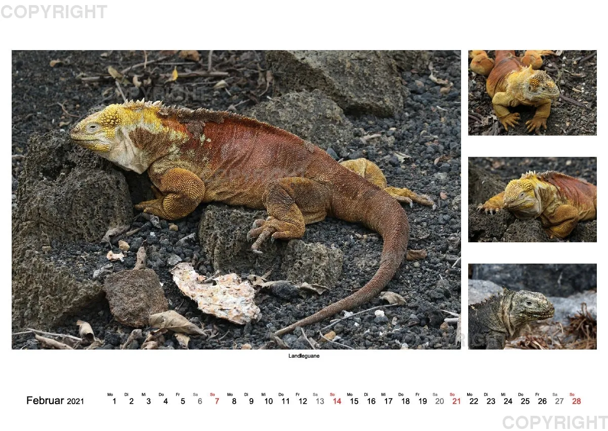 Galapagos 2021 (A2)