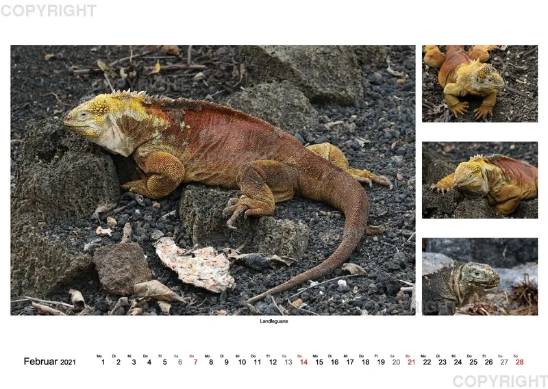 Galapagos 2021 (A2)