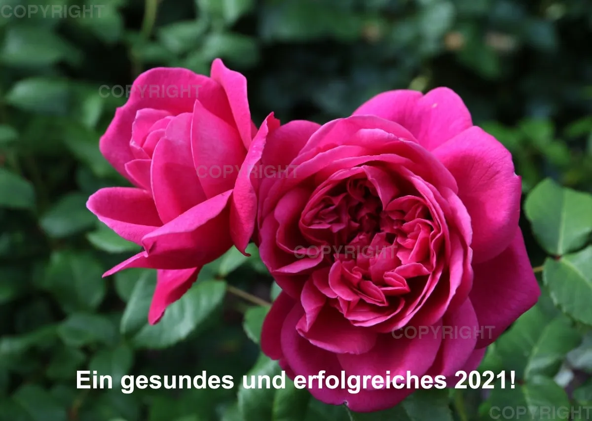 Rosen 2021 (v11)