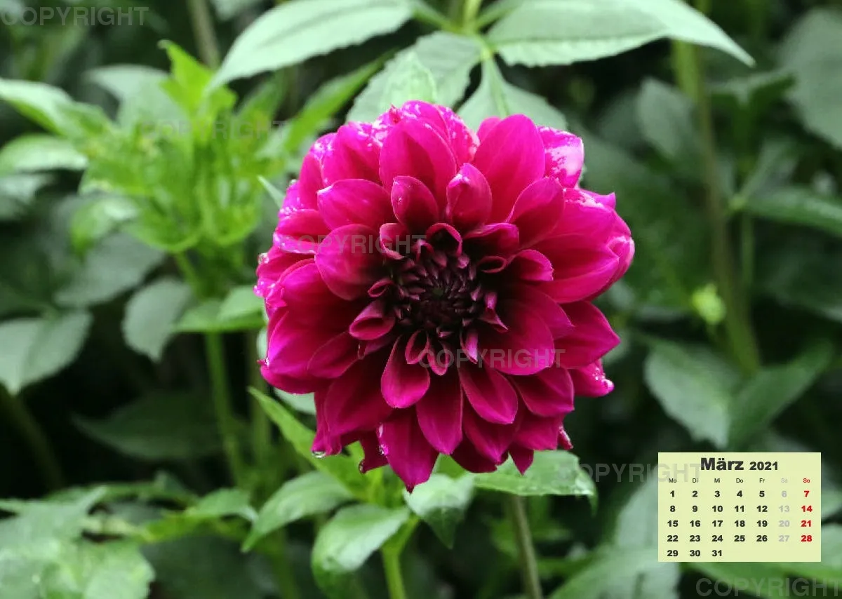 Dahlien 2021 (v3)