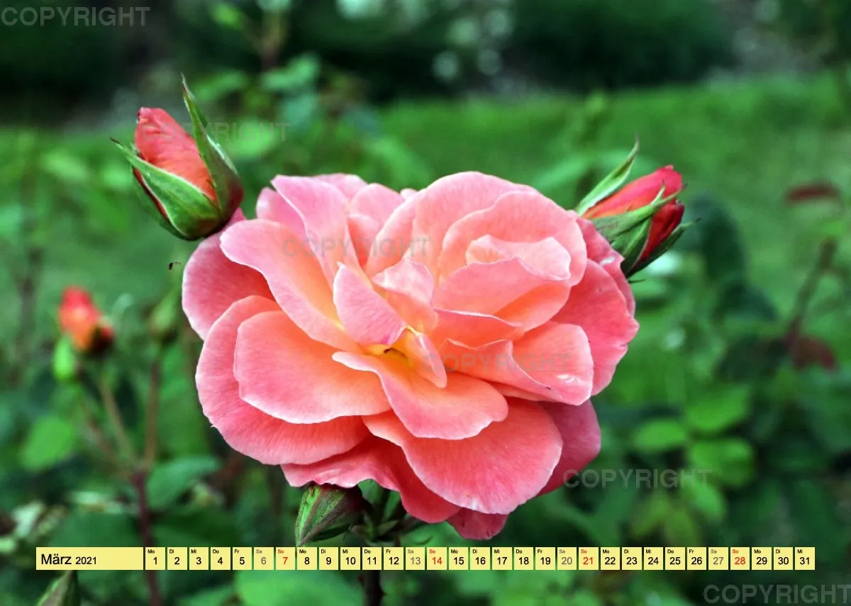 Rosen 2021 (v9 / A4)