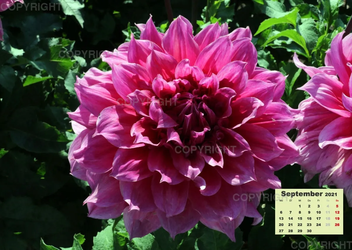 Dahlien 2021 (v2)
