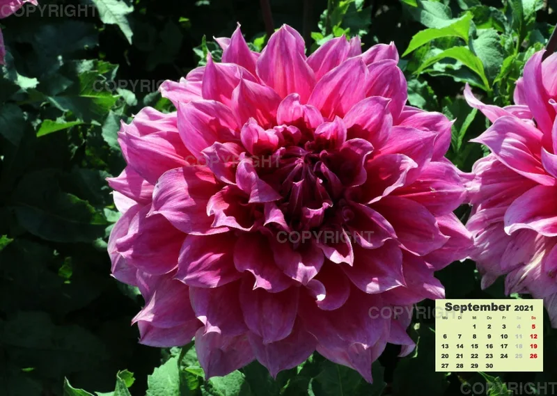 Dahlien 2021 (v2)