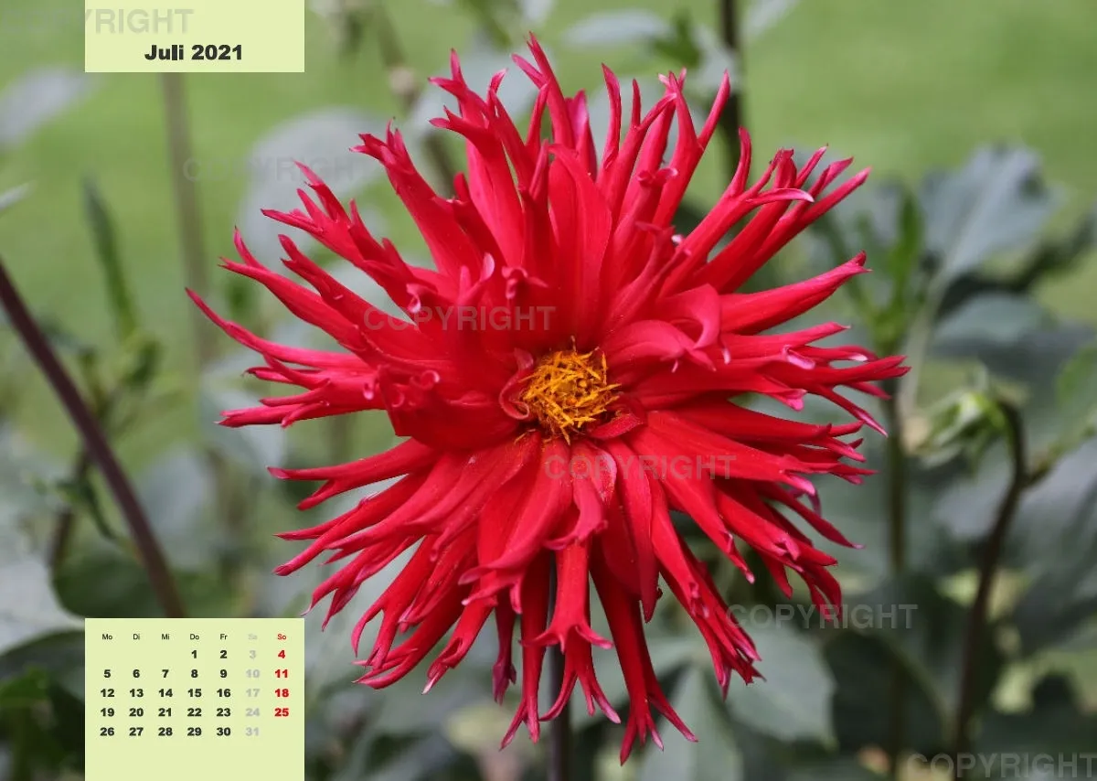 Dahlien 2021 (v4)