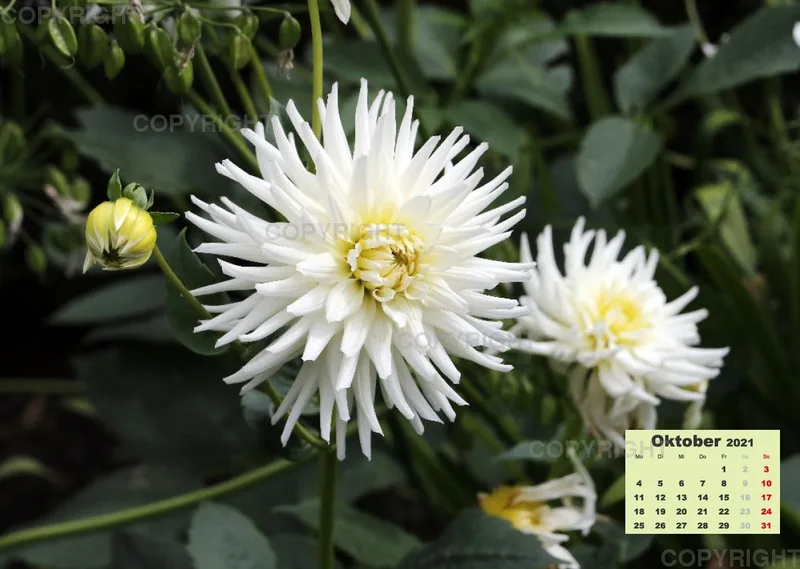 Dahlien 2021 (v2)