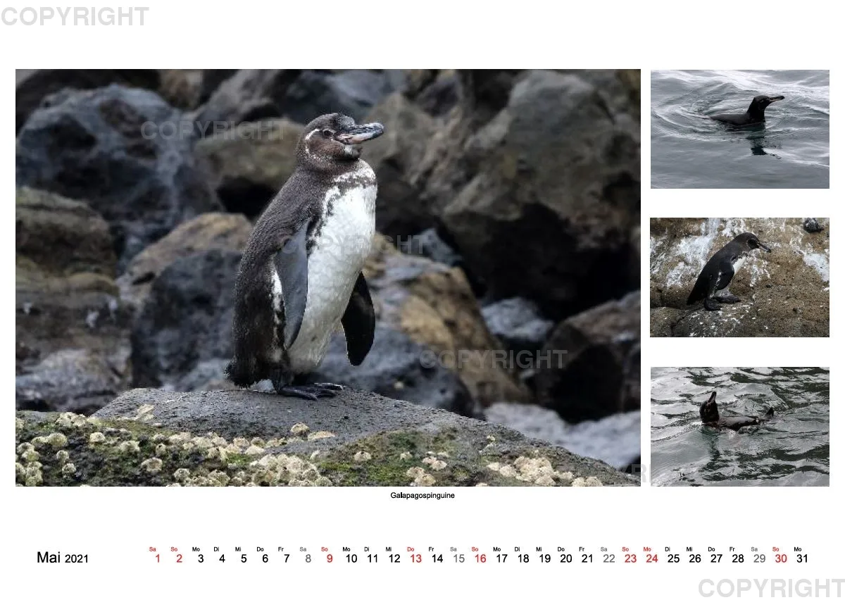 Galapagos 2021 (A2)