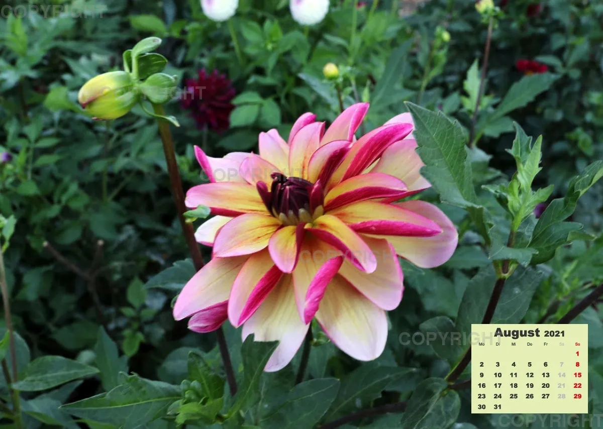 Dahlien 2021 (v2)