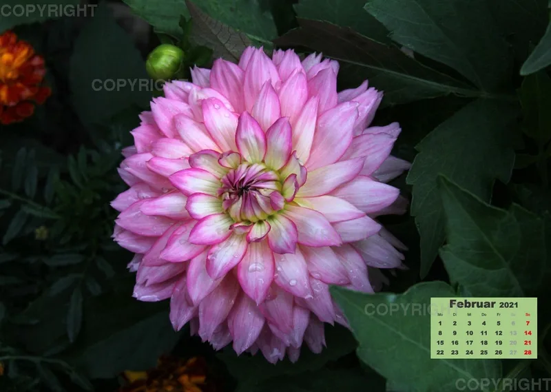 Dahlien 2021 (v1)