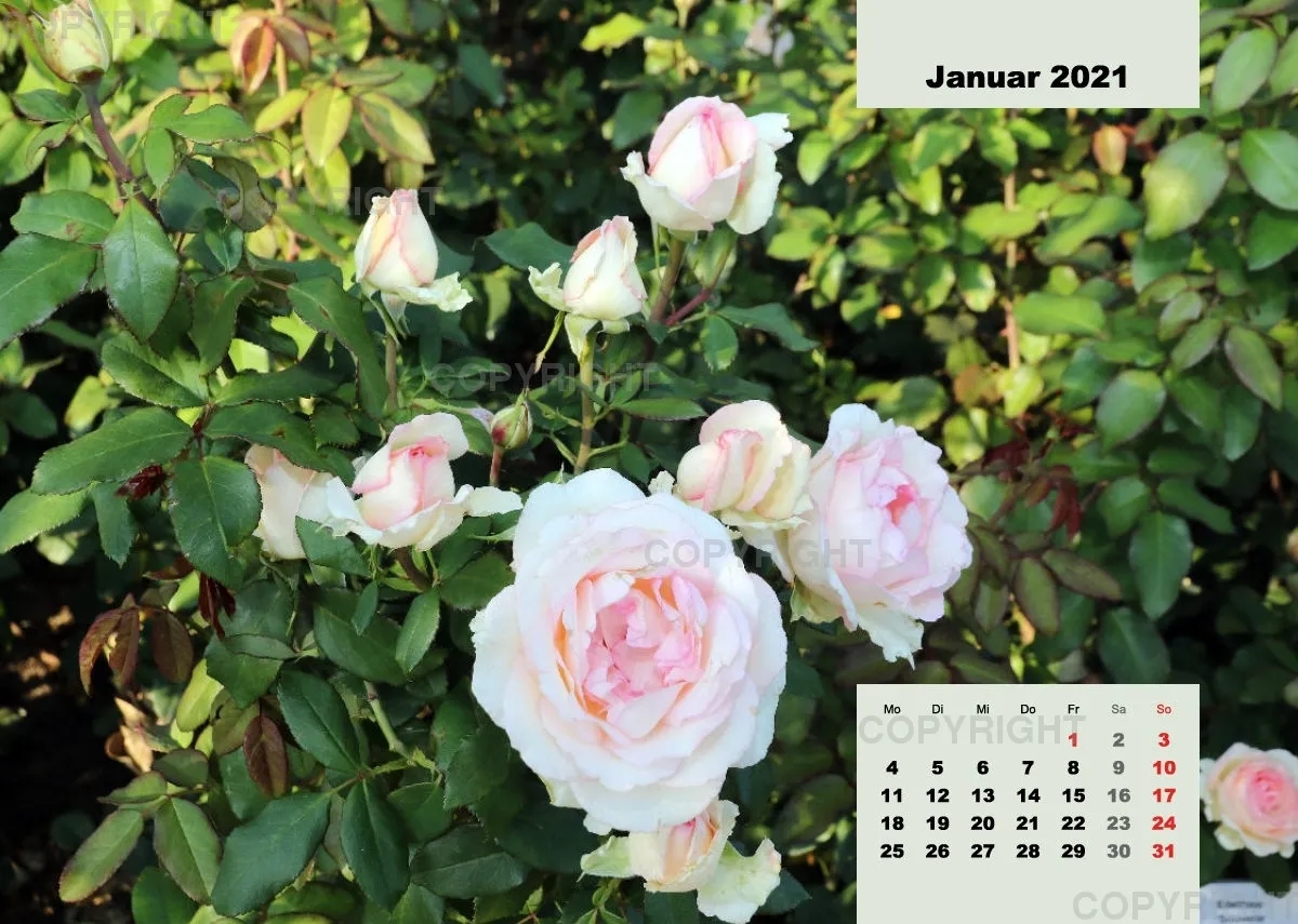 Rosen 2021 (v8 / A4)
