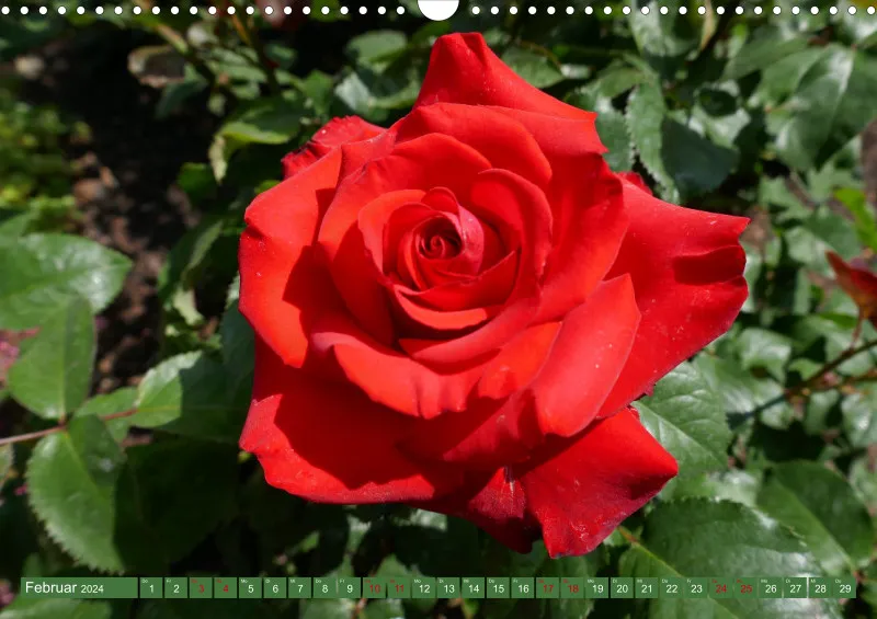 Blumen 2024