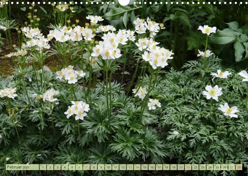 Rennsteiggarten Oberhof