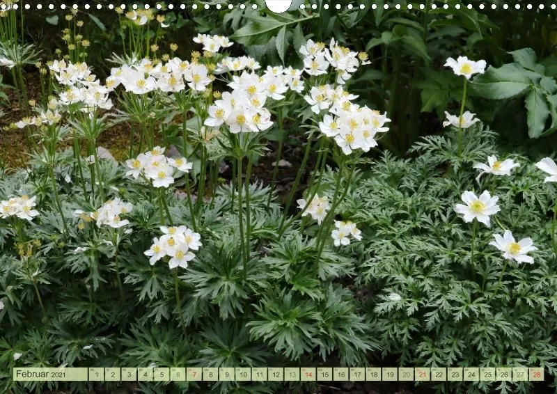 Rennsteiggarten Oberhof