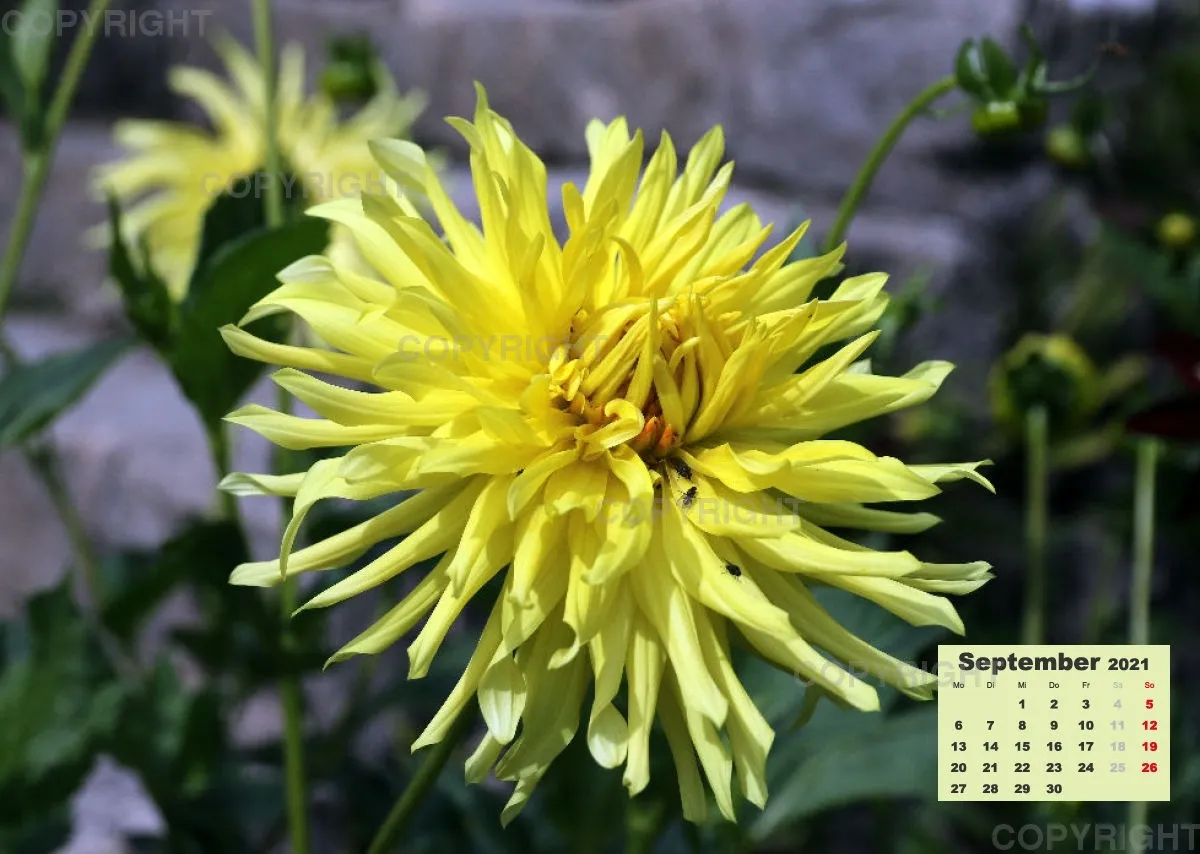 Dahlien 2021 (v3)