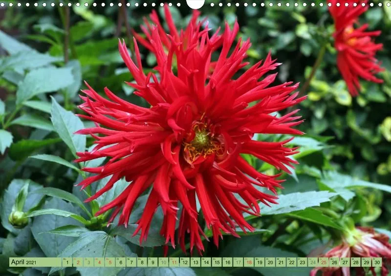Dahlien 2021 (v5)