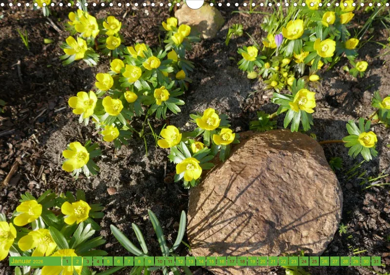 Blumen 2026