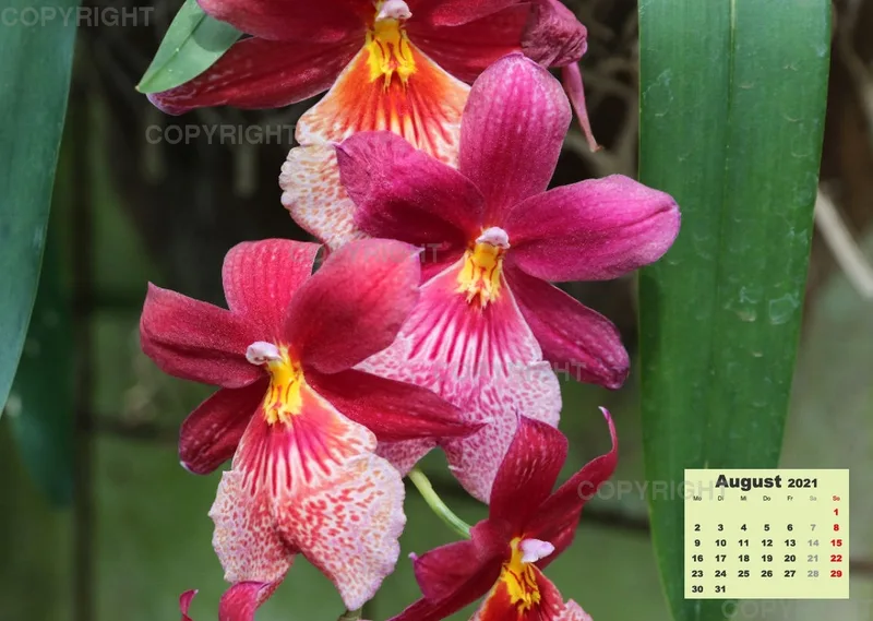 Orchideen 2021