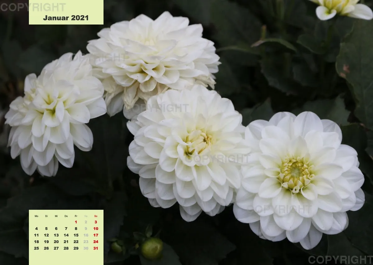 Dahlien 2021 (v4)