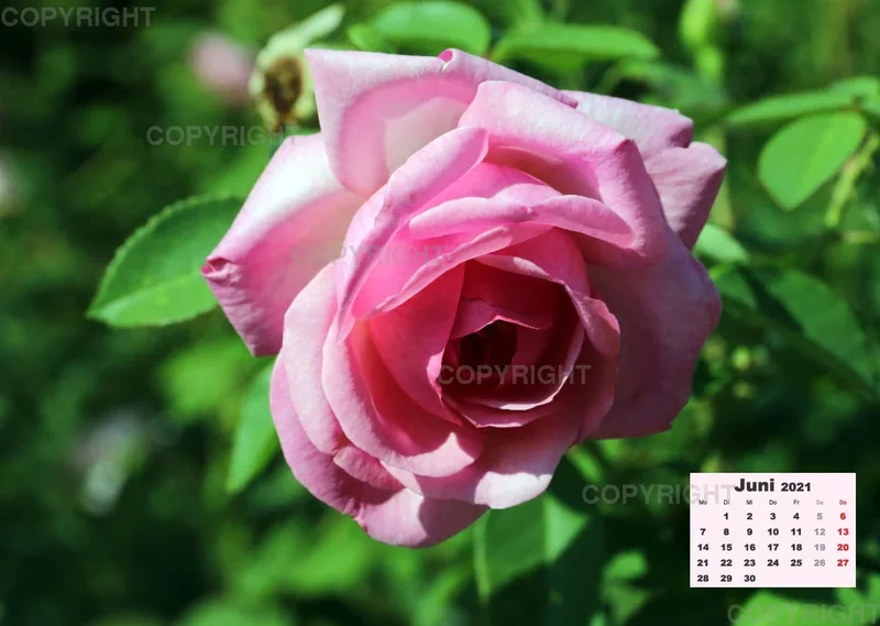 Rosen 2021 (v10)