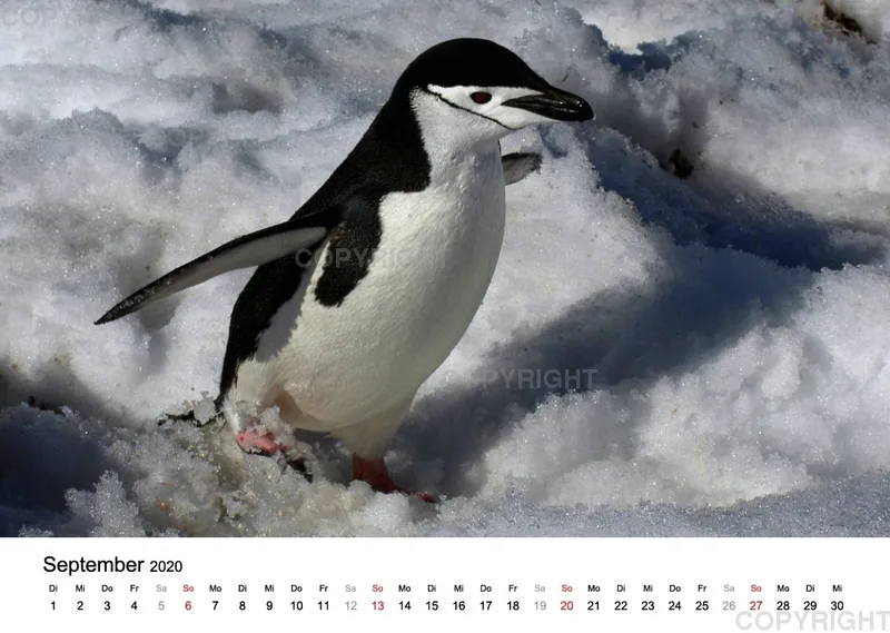 Antarktis Kalender 2020