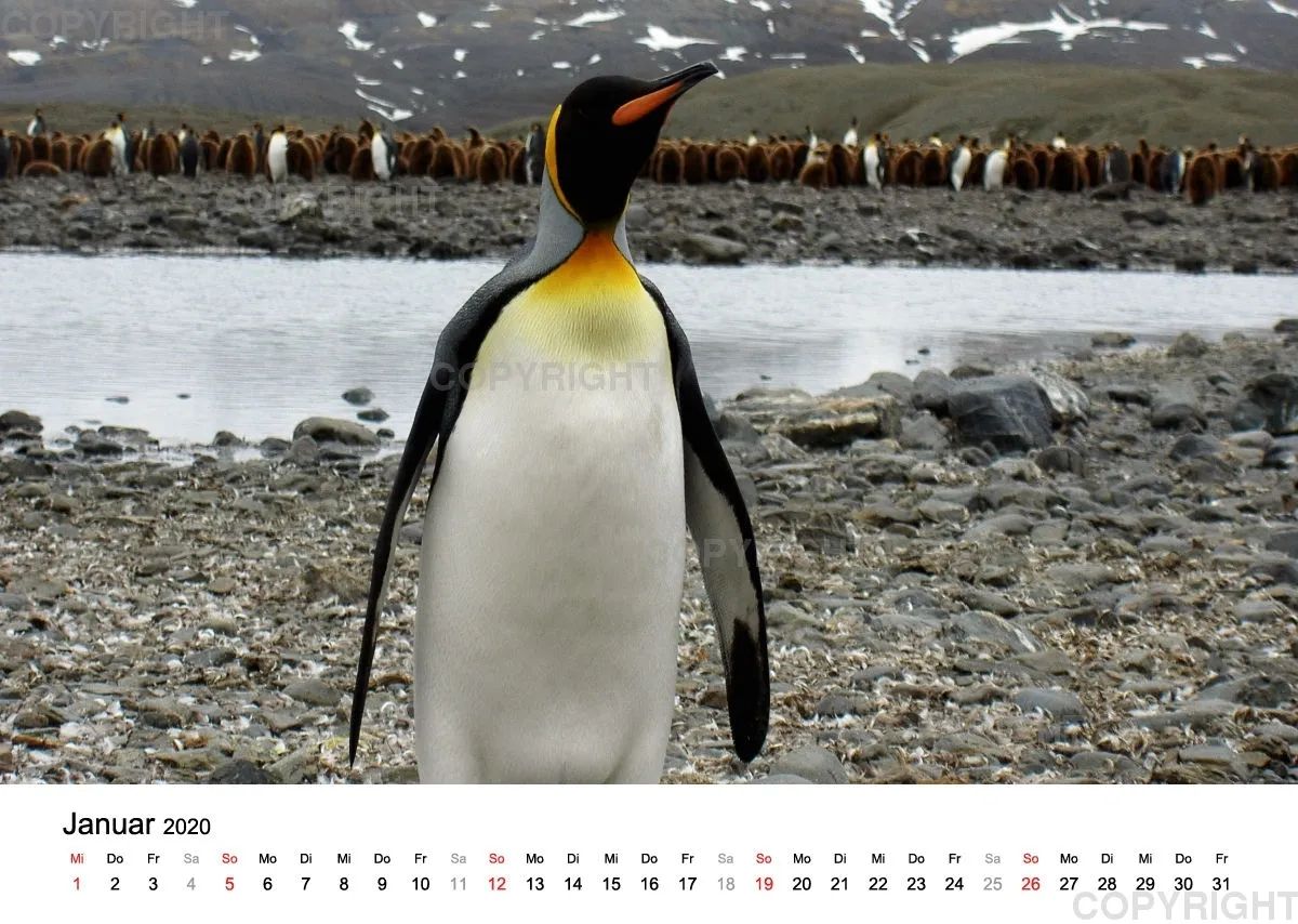 Antarktis Kalender 2020