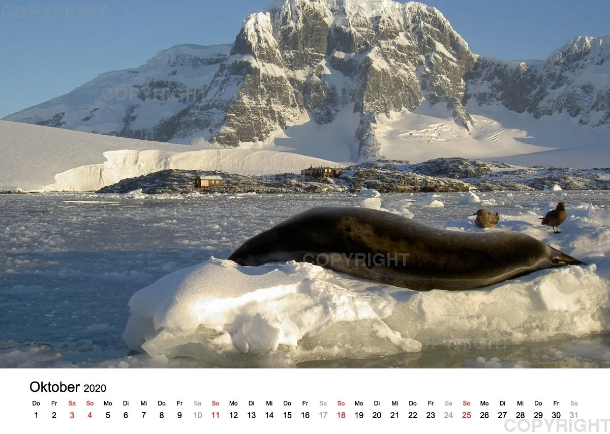 Antarktis Kalender 2020