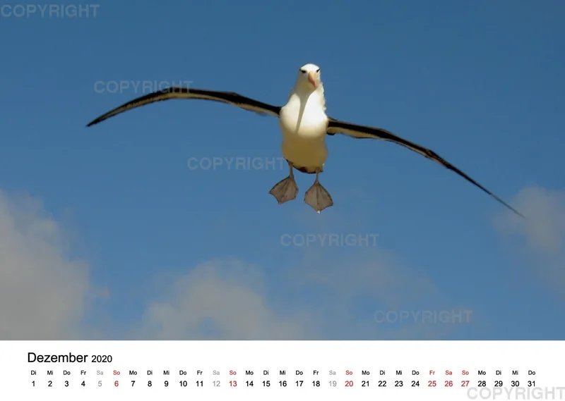 Antarktis Kalender 2020