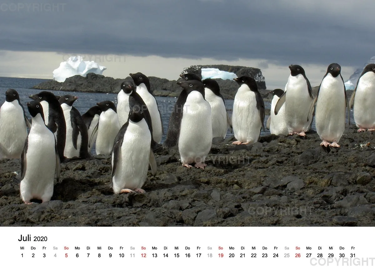 Antarktis Kalender 2020