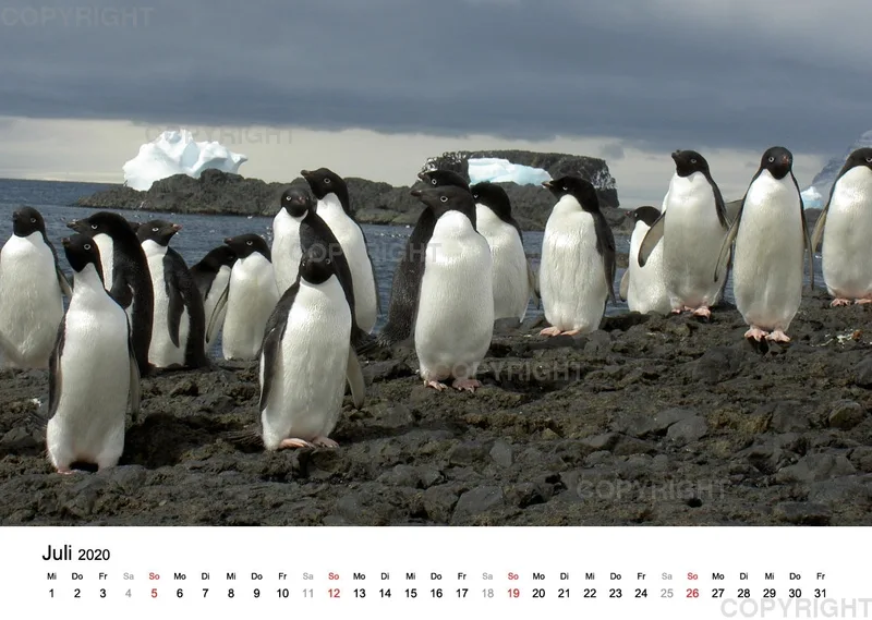 Antarktis Kalender 2020