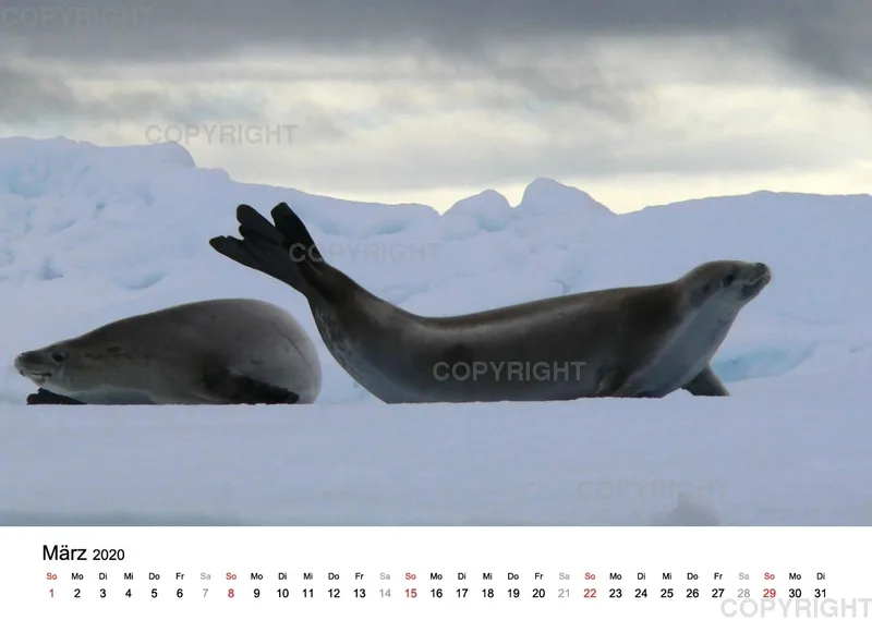 Antarktis Kalender 2020