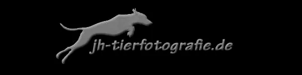 Tier-Foto-Kalender