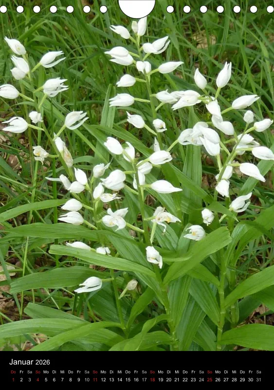 Heimische Orchideen IV