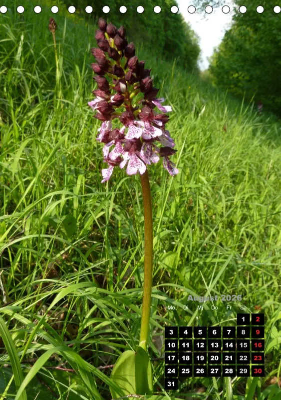 Heimische Orchideen III