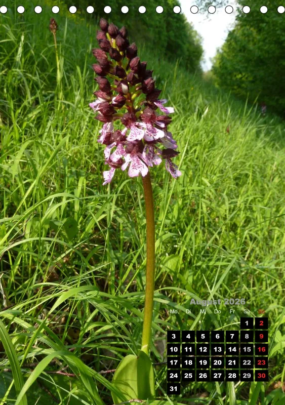 Heimische Orchideen III