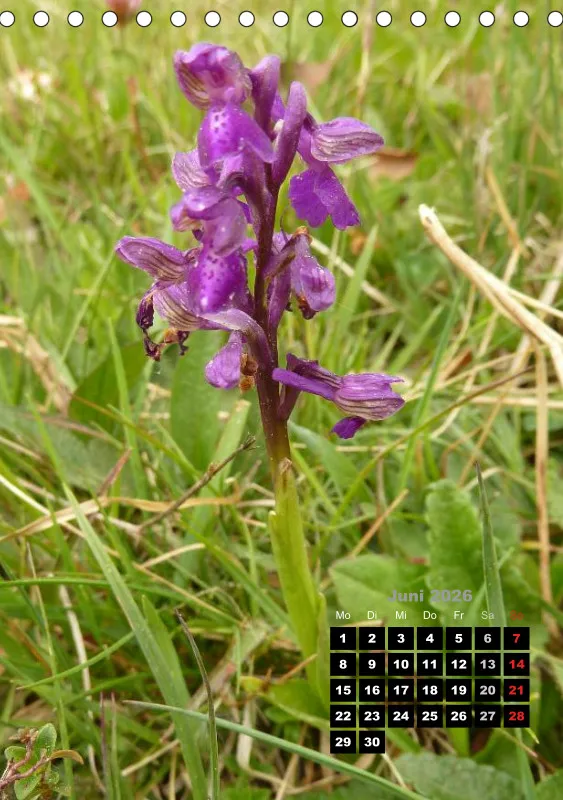 Heimische Orchideen III