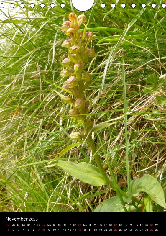 Heimische Orchideen IV
