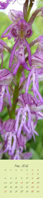 Heimische Orchideen II