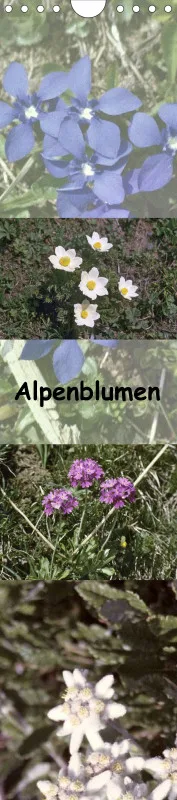 Alpenblumen