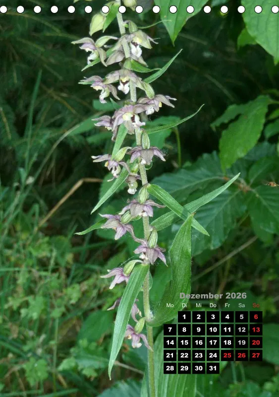 Heimische Orchideen III
