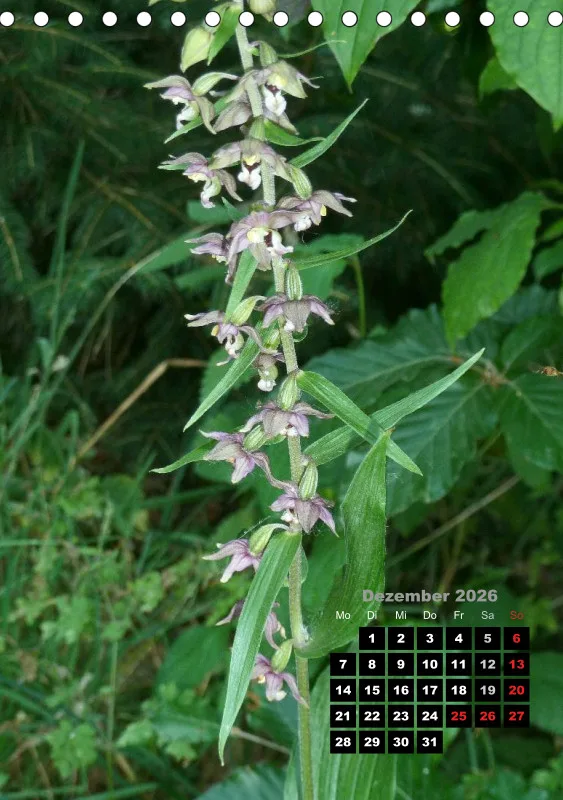 Heimische Orchideen III