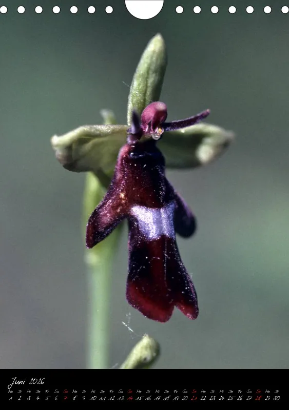 Heimische Orchideen I