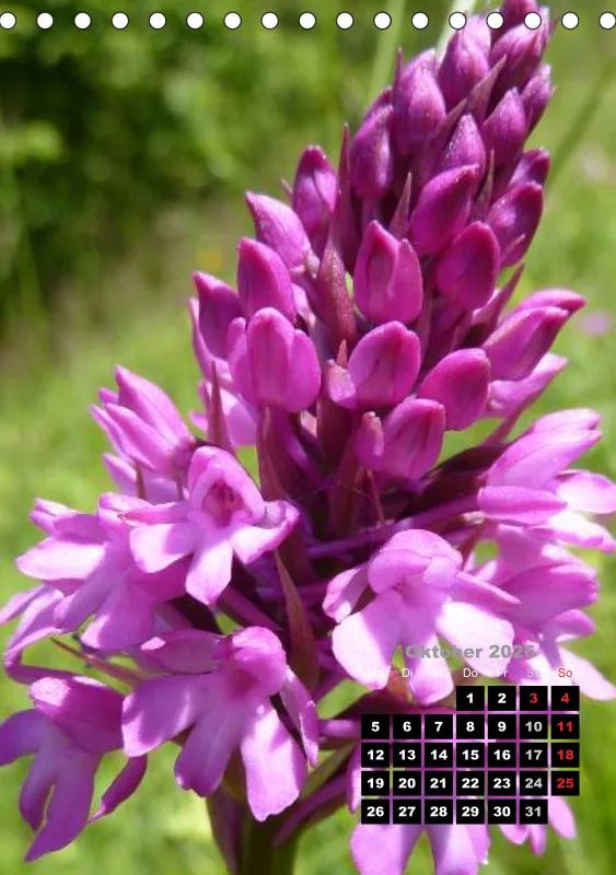Heimische Orchideen III