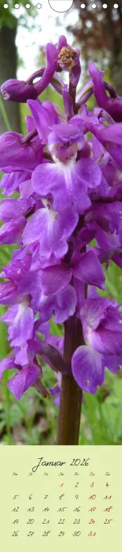 Heimische Orchideen II