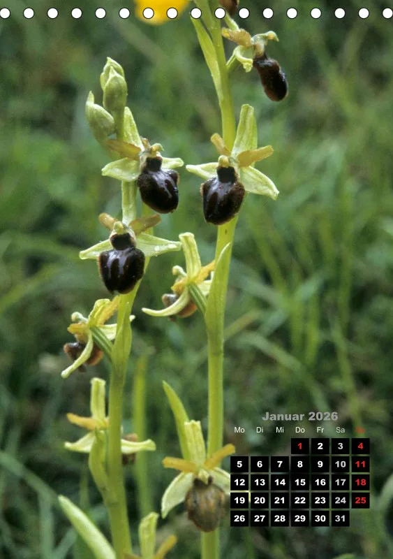 Heimische Orchideen III