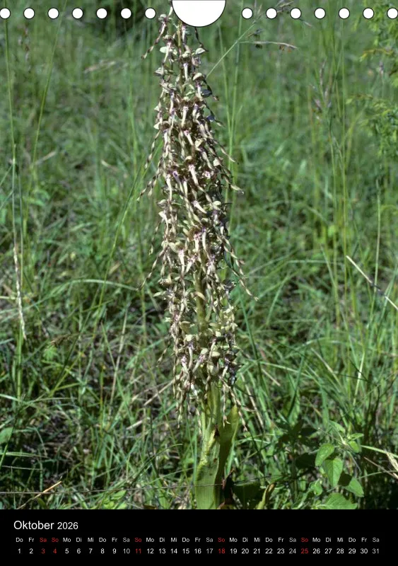 Heimische Orchideen IV