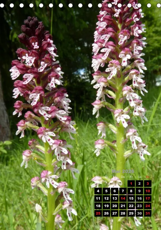 Heimische Orchideen III