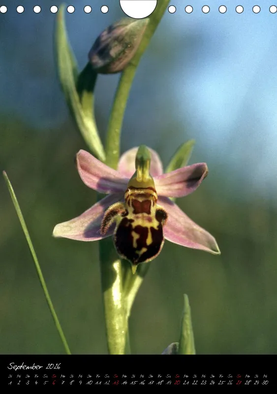 Heimische Orchideen I