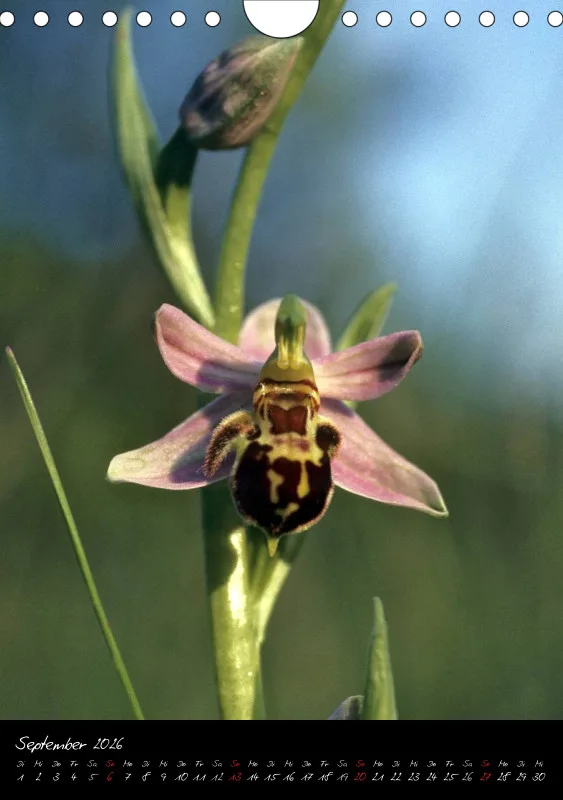 Heimische Orchideen I