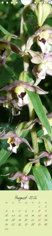 Heimische Orchideen II