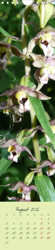 Heimische Orchideen II
