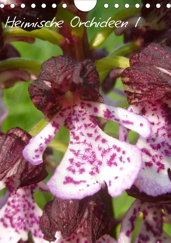 Heimische Orchideen I